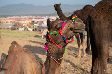 Deve satıcıları Rajasthan 'da satılık deve getirdi..