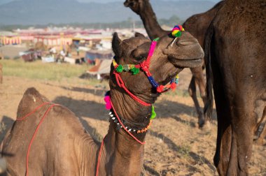 Deve satıcıları Rajasthan 'da satılık deve getirdi..