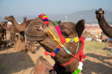 Deve satıcıları Rajasthan 'da satılık deve getirdi..