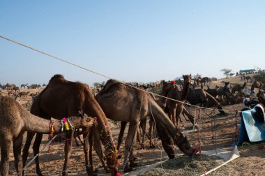 Camel Seller brought camels for sale at Puskar Fair in Rajasthan, India clipart