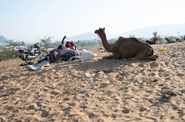 Deve satıcısı Hindistan, Rajasthan 'daki Puskar Panayırı' na develeri getirdi.