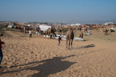 Deve satıcısı Hindistan, Rajasthan 'daki Puskar Panayırı' na develeri getirdi.