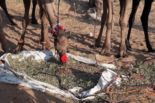 Deve satıcısı Hindistan, Rajasthan 'daki Puskar Panayırı' na develeri getirdi.