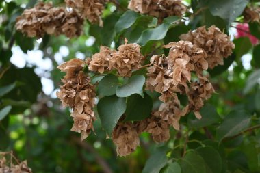 withered wildflowers with natural light.