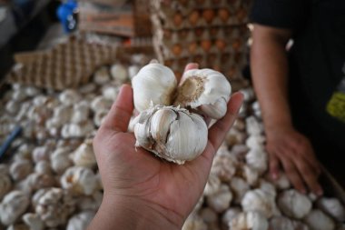 garlic in aceh traditional market. hand is holding it.