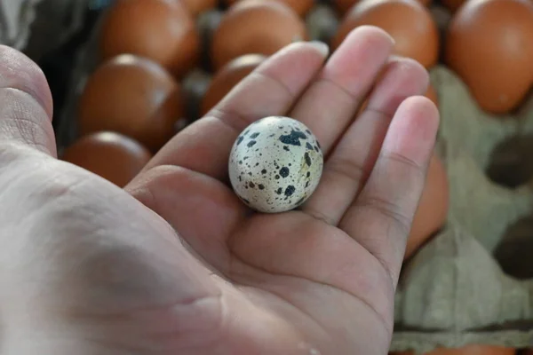 quail eggs above hand, natural light.