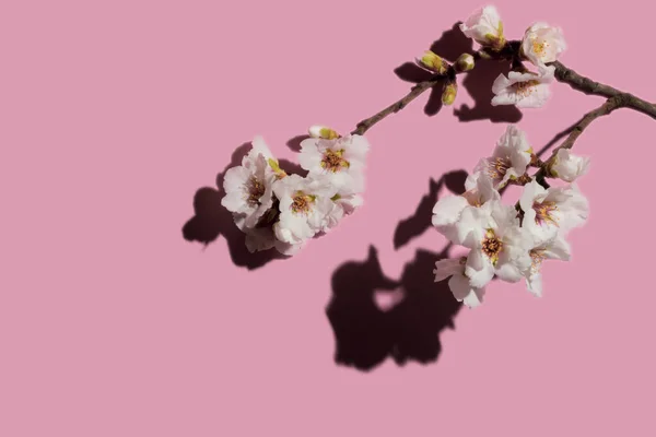 Beautiful spring white almond flowers on a pastel pink background. Minimalist concept, top view.