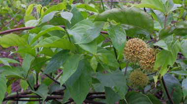 Uncaria rhynchophylla bitkisi, uncaria gambir, Endonezya 'dan emtia bitkileri