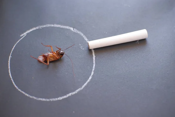 Κατσαρίδες Πεθαίνουν Κιμωλία Εντομοκτόνο — Φωτογραφία Αρχείου