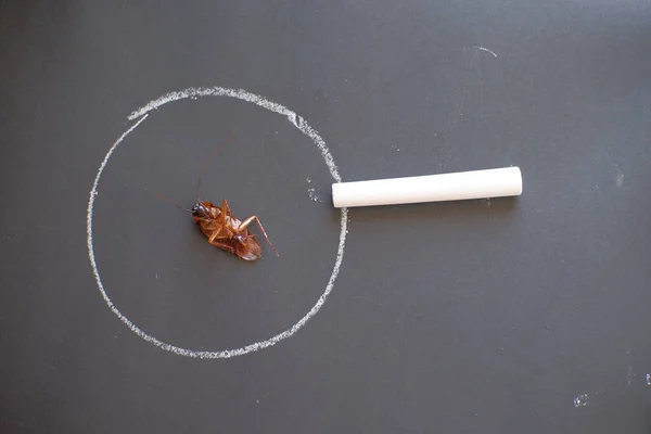 Las Cucarachas Mueren Con Tiza Insecticida —  Fotos de Stock
