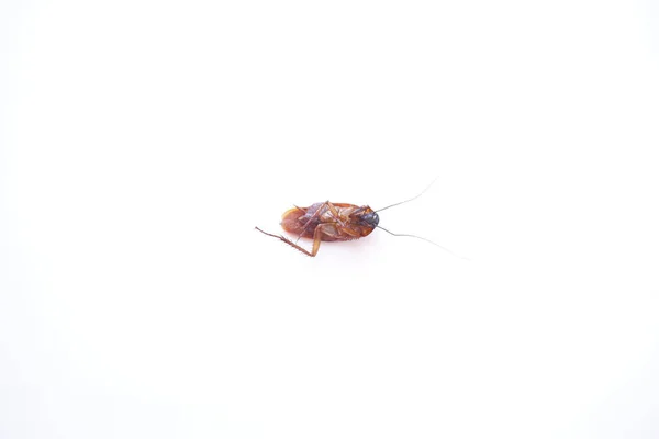 Cucaracha Muerta Aislada Sobre Fondo Blanco — Foto de Stock