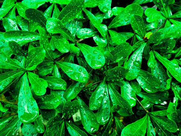 stock image wet green leaves creative backgroud, lush green leaves