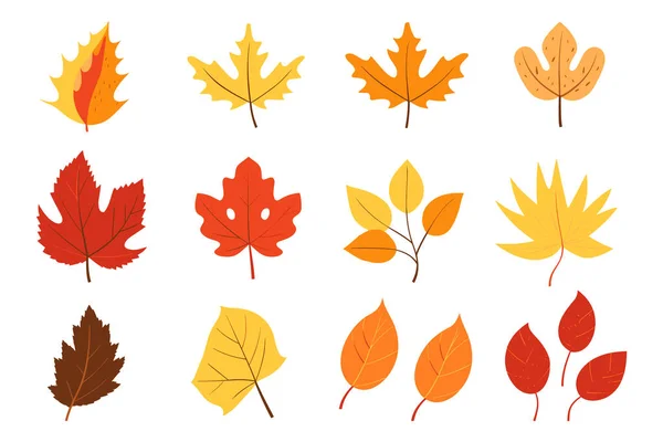 Autumn Leaves Collection Set Leaves Leaves Collection — Stock Vector