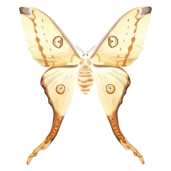 インドの月の母 白いエキゾチックな蝶 熱帯雨林 蛾は神秘的なシンボルとお守りです 白い背景に隔離されたストックベクトルイラスト — ストックベクタ