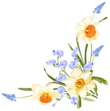 Narsisli bahar buketi, mavi sümbül ve tatlı bezelye. Beyaz arkaplanda stok vektör illüstrasyonu.