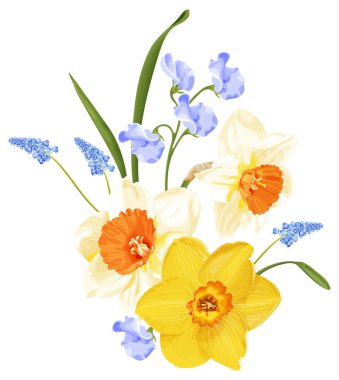 Narsisli bahar buketi, mavi sümbül ve tatlı bezelye. Beyaz arkaplanda stok vektör illüstrasyonu.