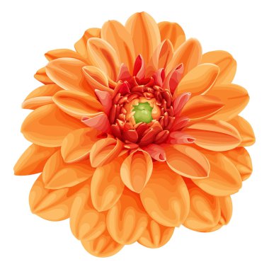 Portakallı bir yıldız çiçeğinin canlı bir yakın çekimi. Detaylı taç yaprakları ve parlak renkleri sergileniyor. Bu çiçek vektör çizimi doğa, bahçe ve botanik temalı tasarımlar için mükemmeldir..