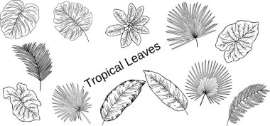 vector tropical leaf illustrations set