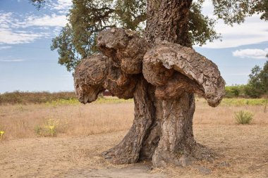 İlginç bir meşe mantarı - Korsika 'da bir kuş ağacı - GHISONACCIA