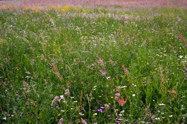 Geniş bir çim ve çiçek tarlası. Güzel bir kumsal..