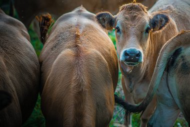 İnekler, Fransa 'nın Aveyron şehrinin güneşli aydınlığında tek başlarına ya da birlikte, farklı kartallarda alındılar..