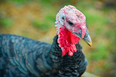 Soylu Terkey, çimlerin üzerinde yürür. Yakın plan..