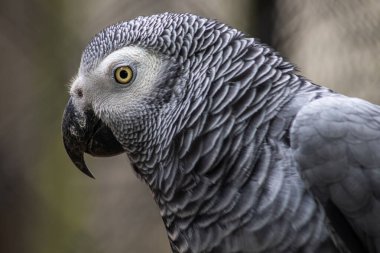 Gri bir papağanın baş portresi, Kongo 'nun Afrikalı kuşunun yakın plan fotoğrafı. Psittacidae timneh.