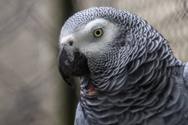 Gri bir papağanın baş portresi, Kongo 'nun Afrikalı kuşunun yakın plan fotoğrafı. Psittacidae timneh.