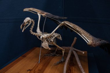 Avrasya Griffon Akbaba iskeleti kanatlarını açmış sergileniyor. Accipitridae ailesinden Gyps fulvus.