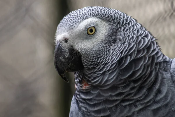 Stock image Head portrait of a grey parrot, close-up photography of the african bird of Congo. Psittacidae timneh.