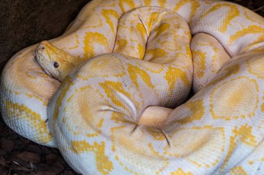 Yellow and white burmese python curled up on itself with head protruding. Python bivittatus. clipart