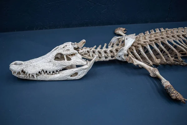 두개골 악어나 악어의 박물관에 전시되어 — 스톡 사진