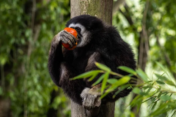 Lar Gibbon Comiendo Tomate Mientras Está Sentado Una Rama Árbol — Foto de Stock