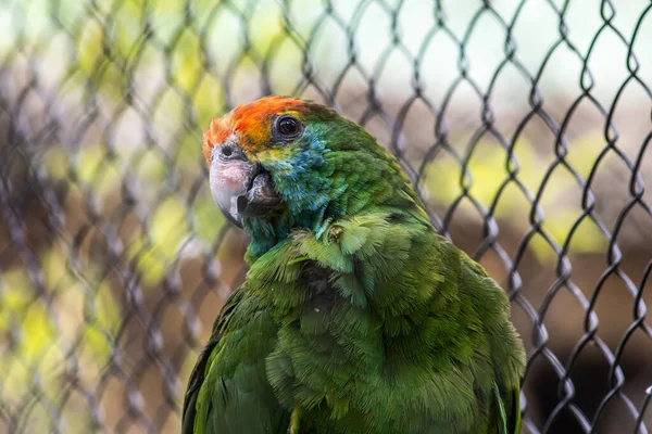 stock image The red-browed amazon portrait on a sunny day. Bird of the Psittacidae family natural of the Atlantic Forest in eastern Brazil. Chau bird.