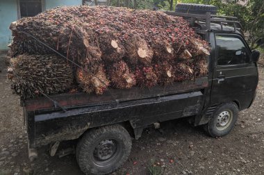 pile of palm fruit on top of the car that will be taken to the factory