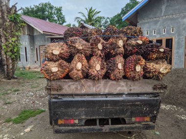 pile of palm fruit on top of the car that will be taken to the factory