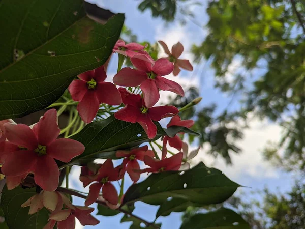Bahçedeki Combretum Indicum Çiçeği — Stok fotoğraf