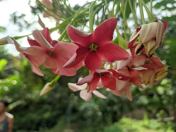 Flor Combretum Indicum Jardín — Foto de Stock