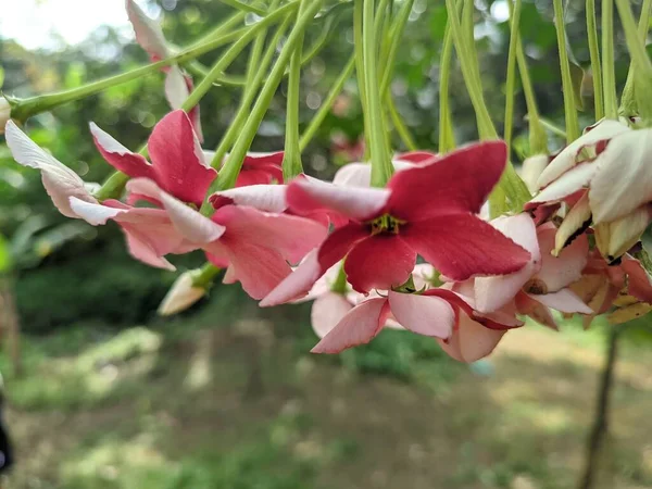 Індикаторна Квітка Саду — стокове фото