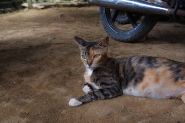 Dişi bir kedi dışarıda dinleniyor.