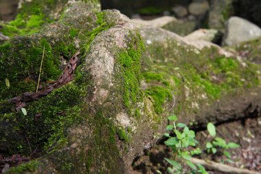 Yeşil yosun ağaç gövdelerine yapışır.