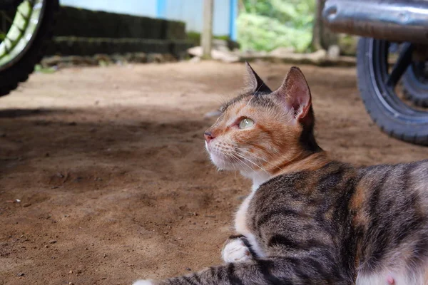 Seekor Kucing Betina Sedang Bersantai Luar Ruangan — Stok Foto