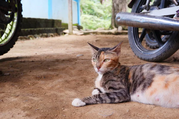 Seekor Kucing Betina Sedang Bersantai Luar Ruangan — Stok Foto