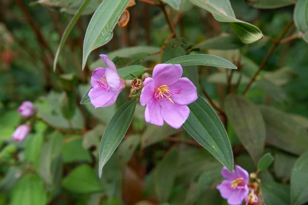 stock image Melastoma malabathricum flower wild plant