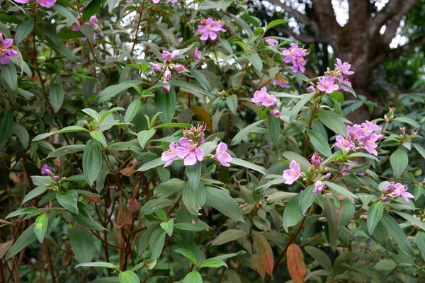 Melastoma Malabathricum Blume Wildpflanze — Stockfoto