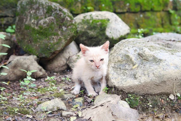 Seekor Anak Kucing Liar Jalan — Stok Foto