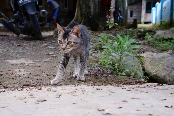 Sokakta Başıboş Bir Kedi — Stok fotoğraf