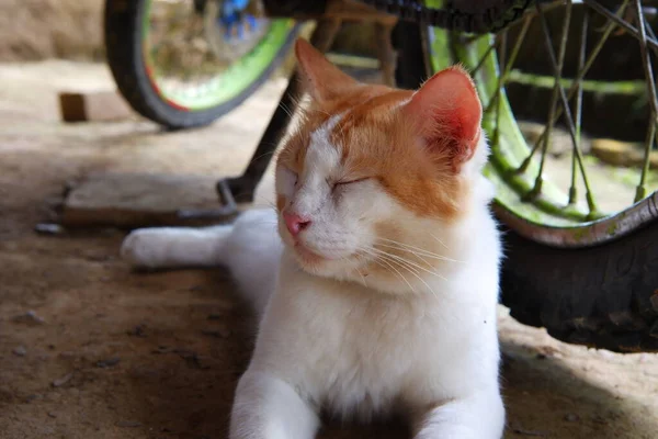 Retrato Gato Blanco Aire Libre — Foto de Stock