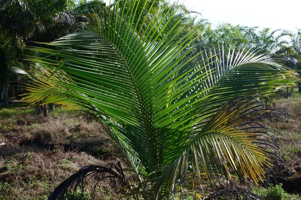 Młode Drzewa Kokosowe Które Rosną Nadal Małe Sesja Zdjęciowa Ciągu — Zdjęcie stockowe