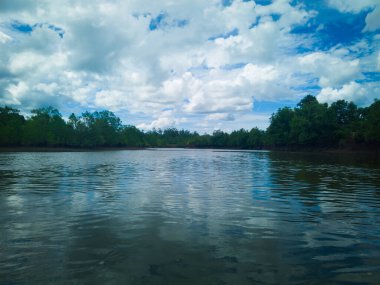 Mangrov ormanları ve açık mavi gökyüzüyle dolu okyanus manzarasının güzel bir fotoğrafı.
